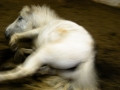 dscn8155-56