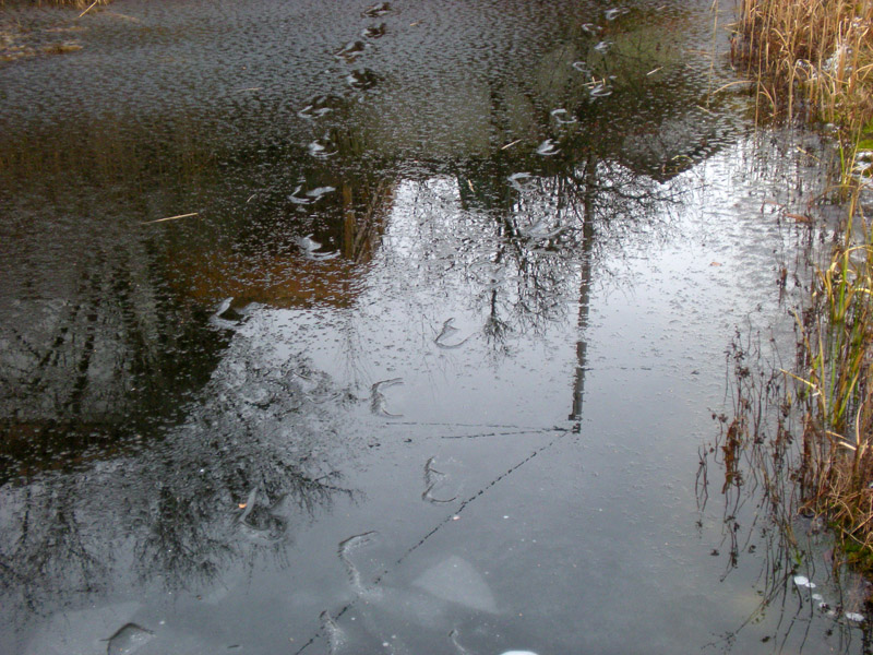 Trittspuren am Teich Standpunkte zur Kunst von Johann Moser